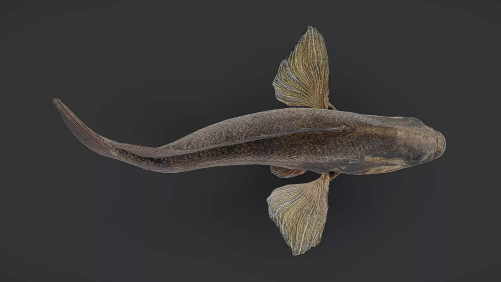 Realistic Perch Animated 3D model_6