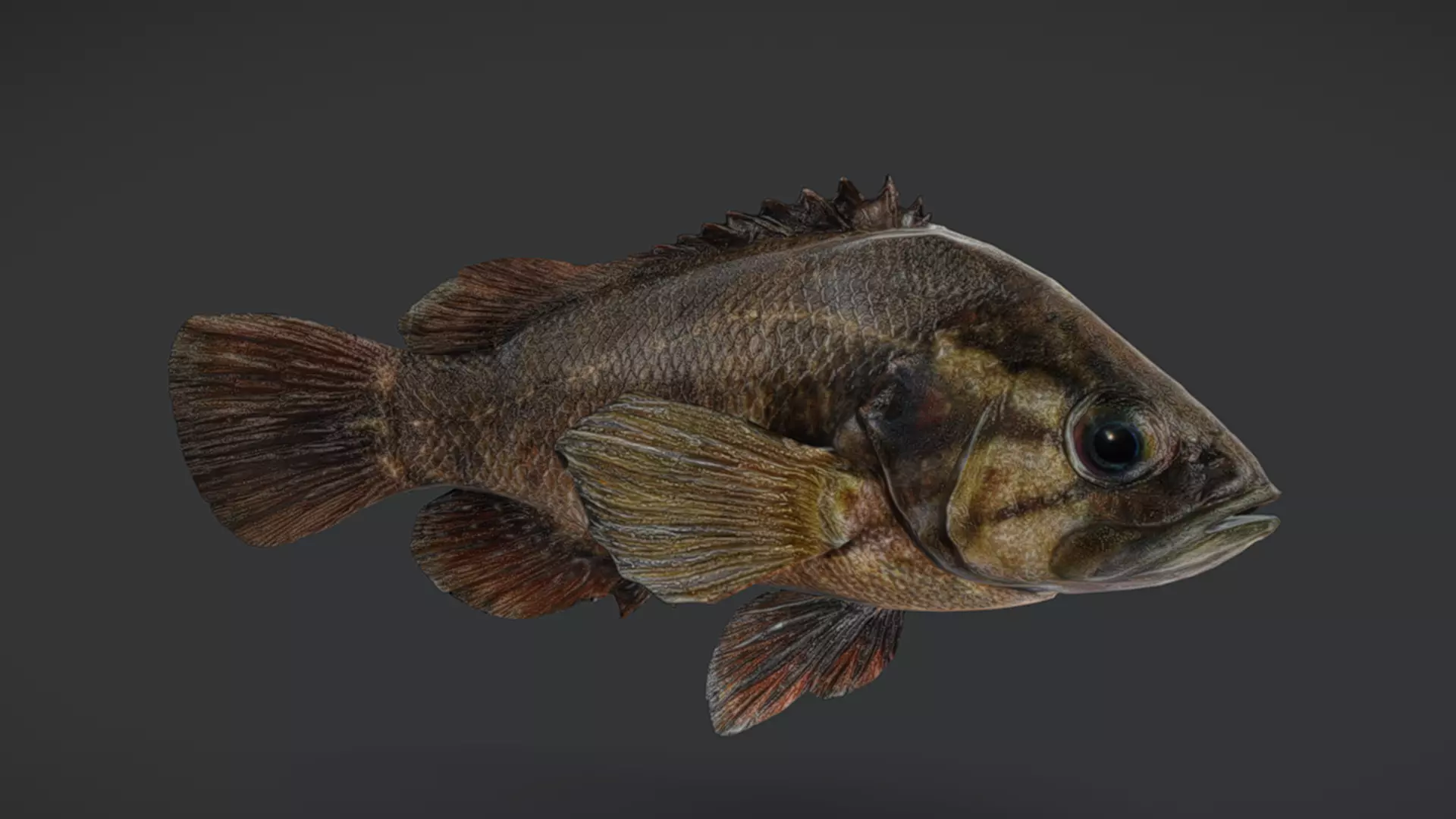 Realistic Perch Animated 3D model_3