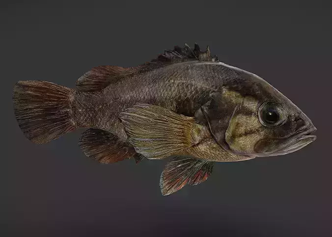 Realistic Perch Animated 3D model
