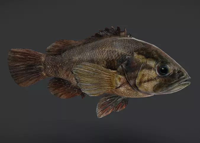 Realistic Perch Animated 3D model_0
