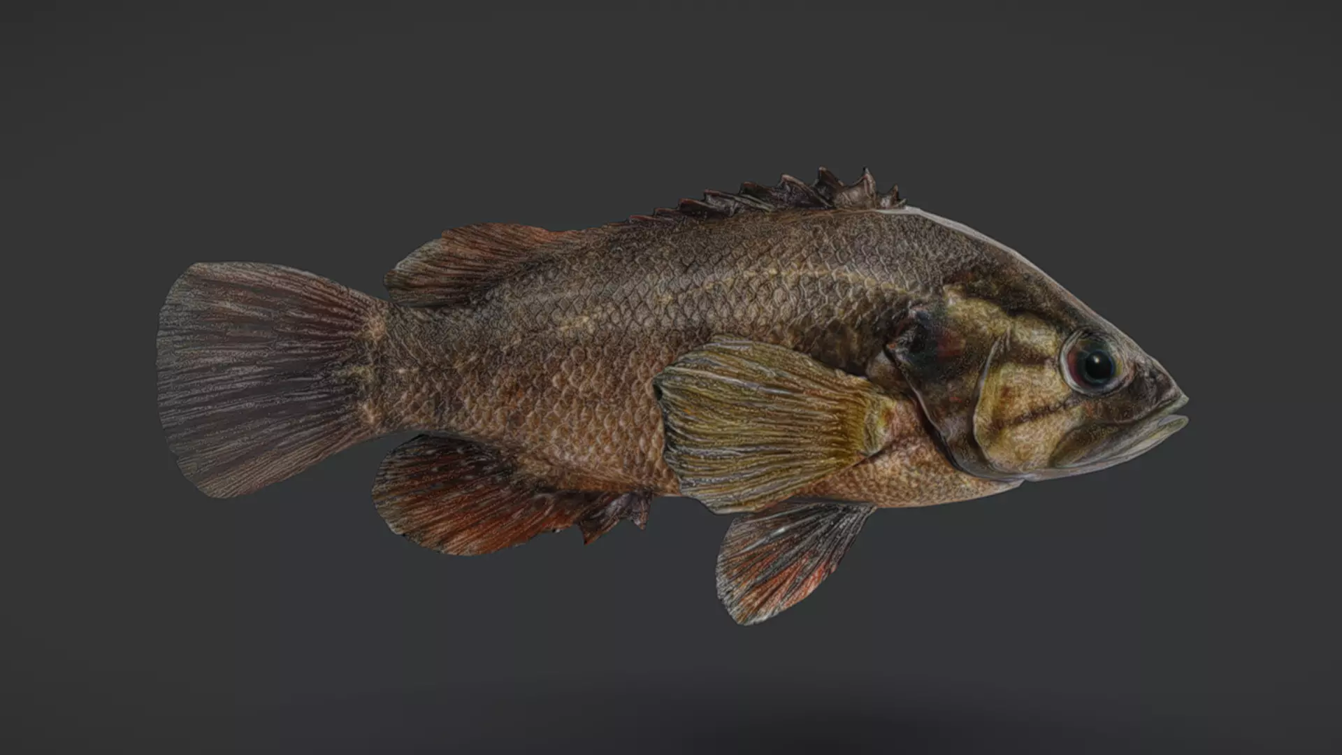 Realistic Perch Animated 3D model_11