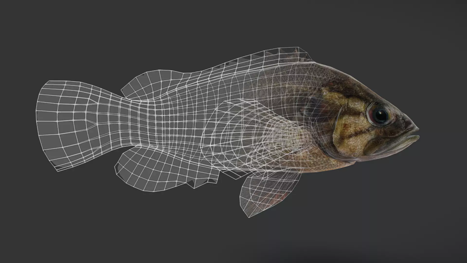 Realistic Perch Animated 3D model_8