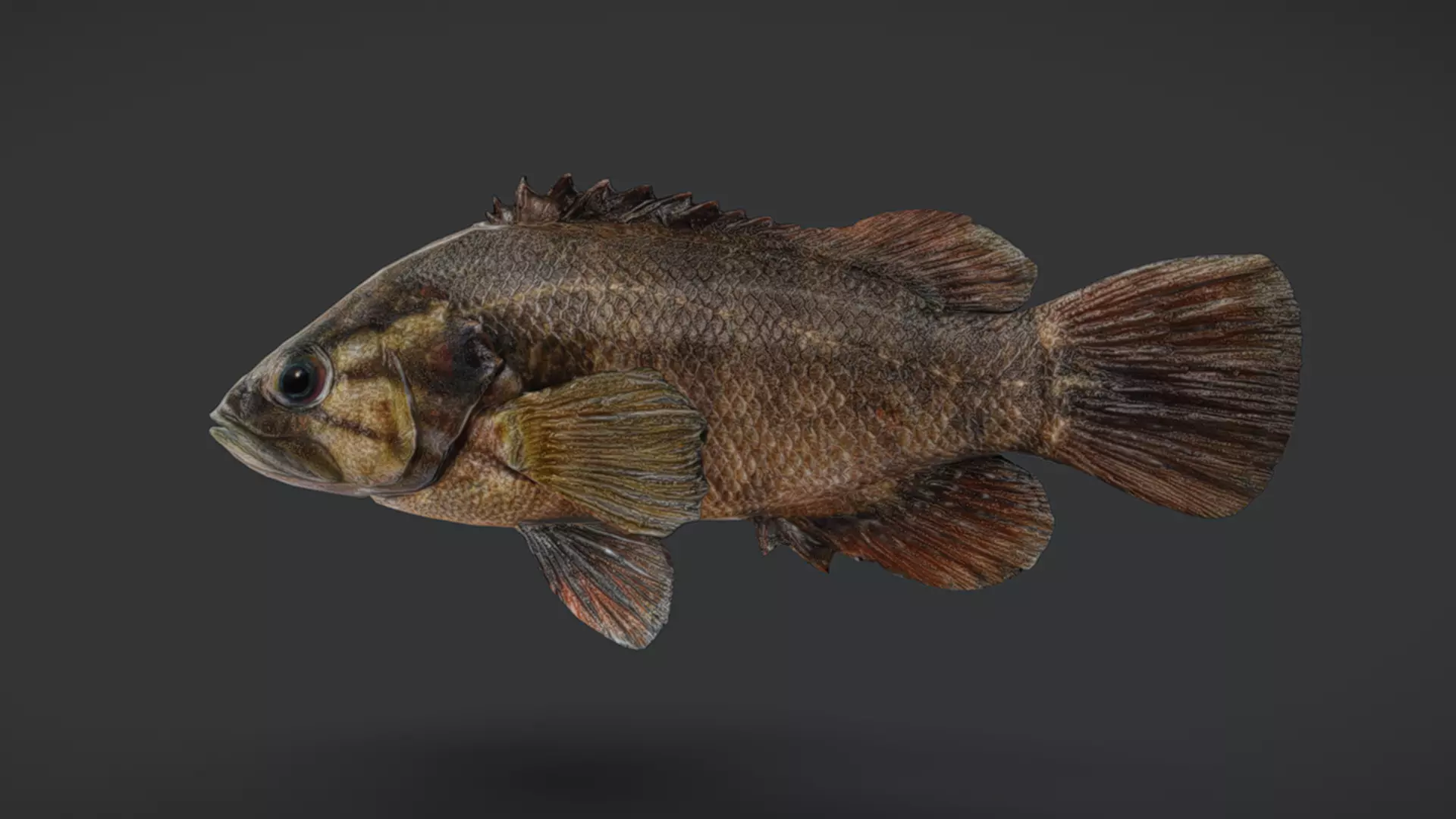 Realistic Perch Animated 3D model_10