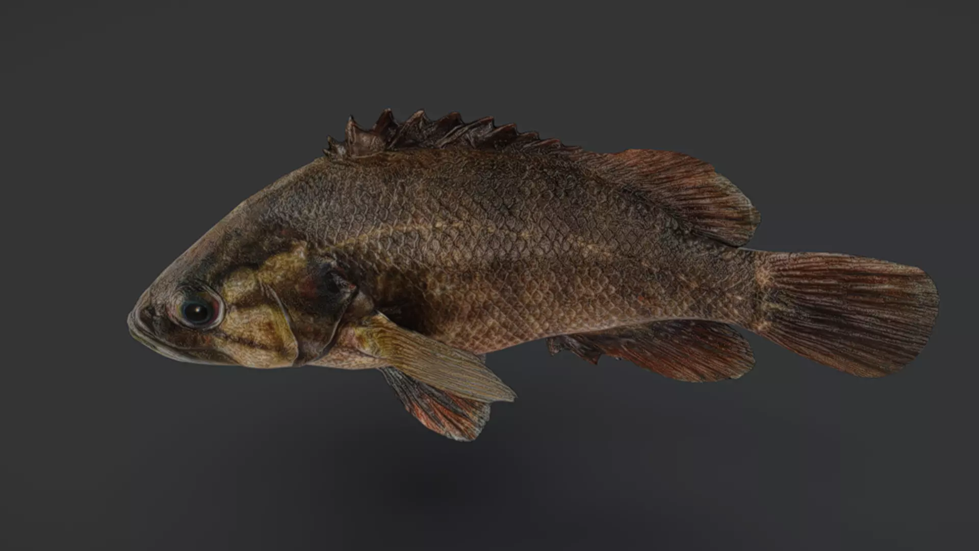 Realistic Perch Animated 3D model_12