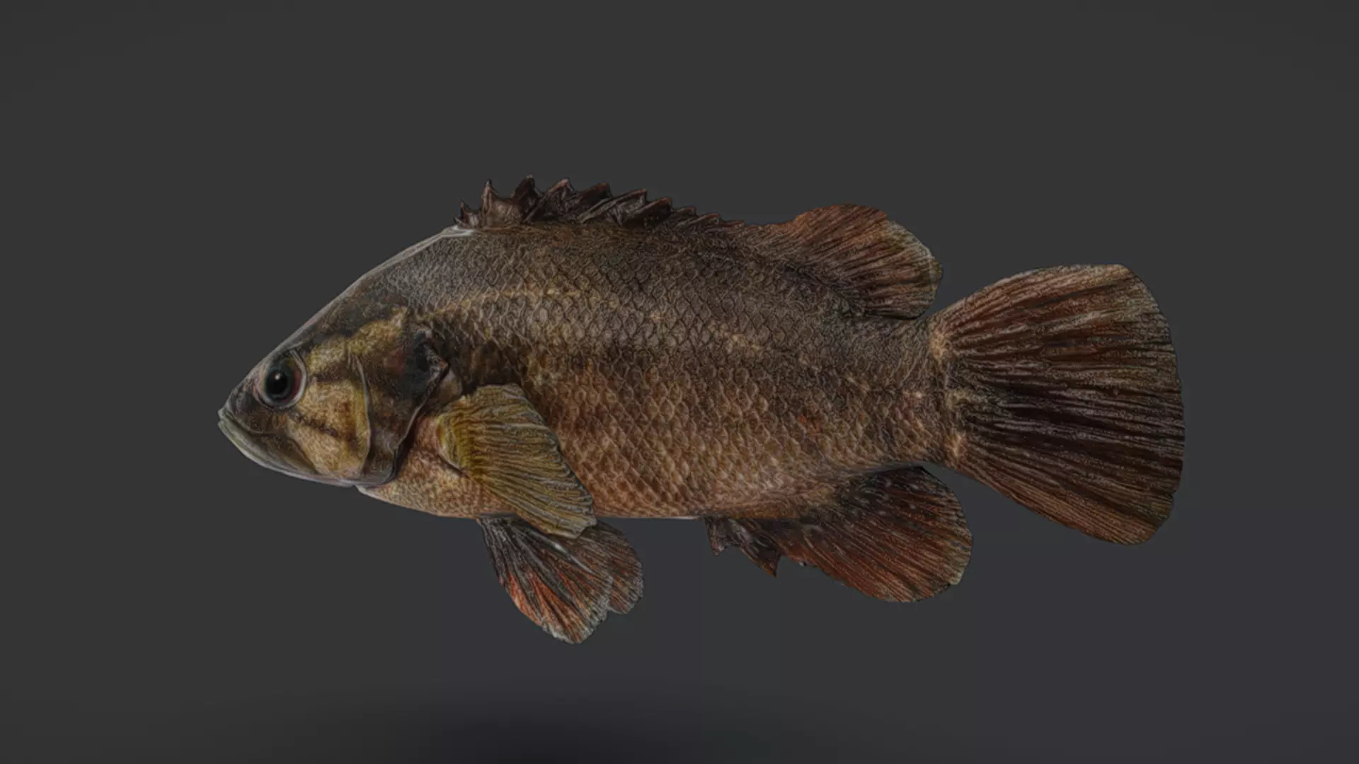 Realistic Perch Animated 3D model_13