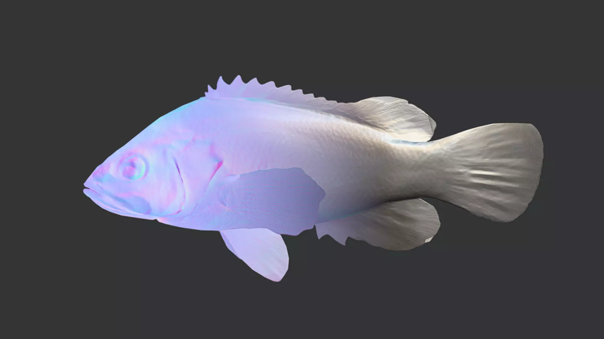 Realistic Perch Animated 3D model_7