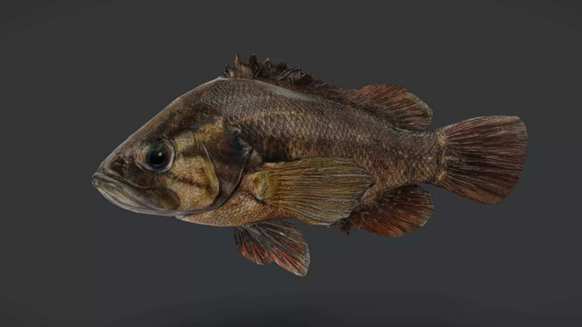 Realistic Perch Animated 3D model_9