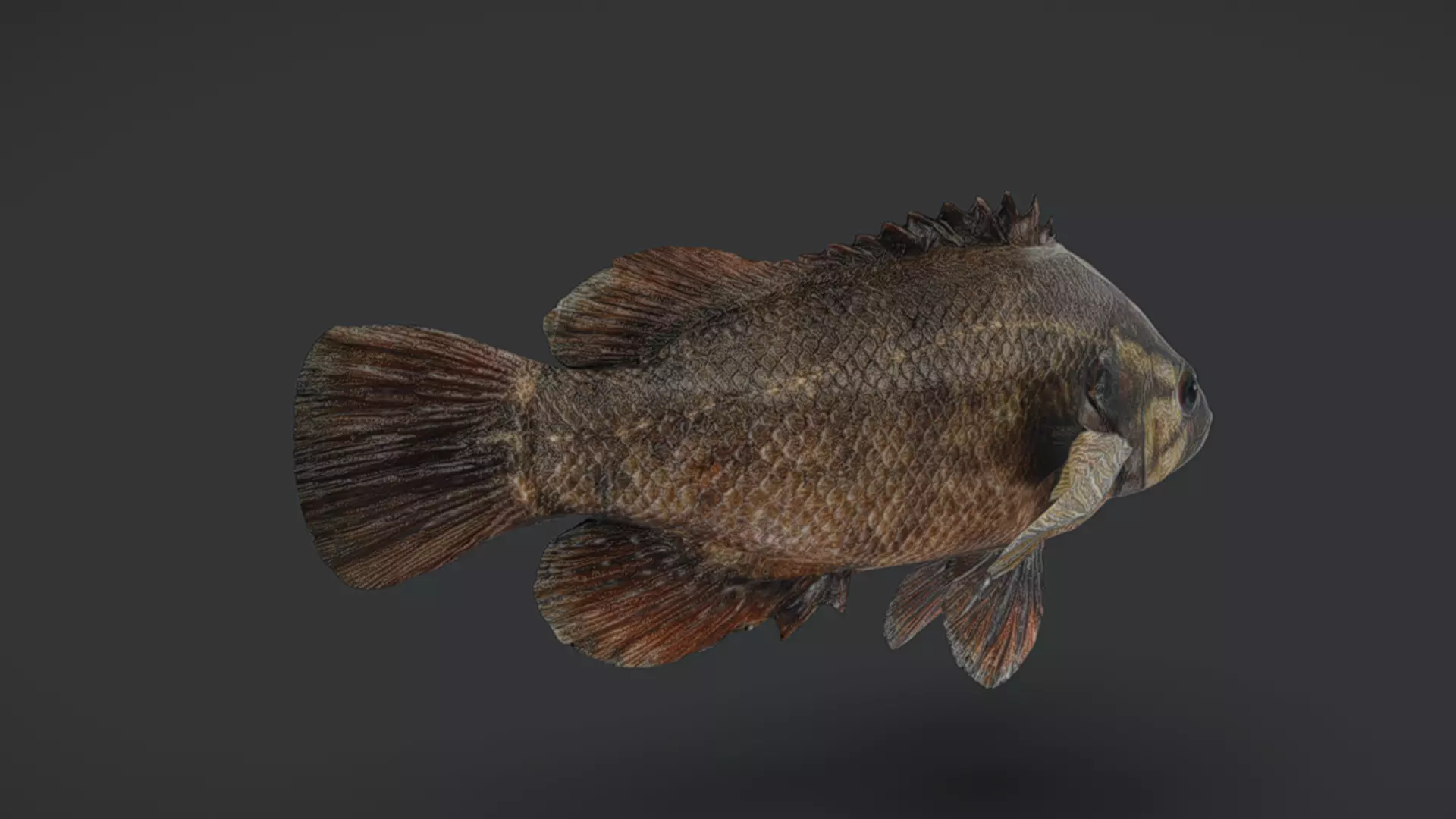 Realistic Perch Animated 3D model_5
