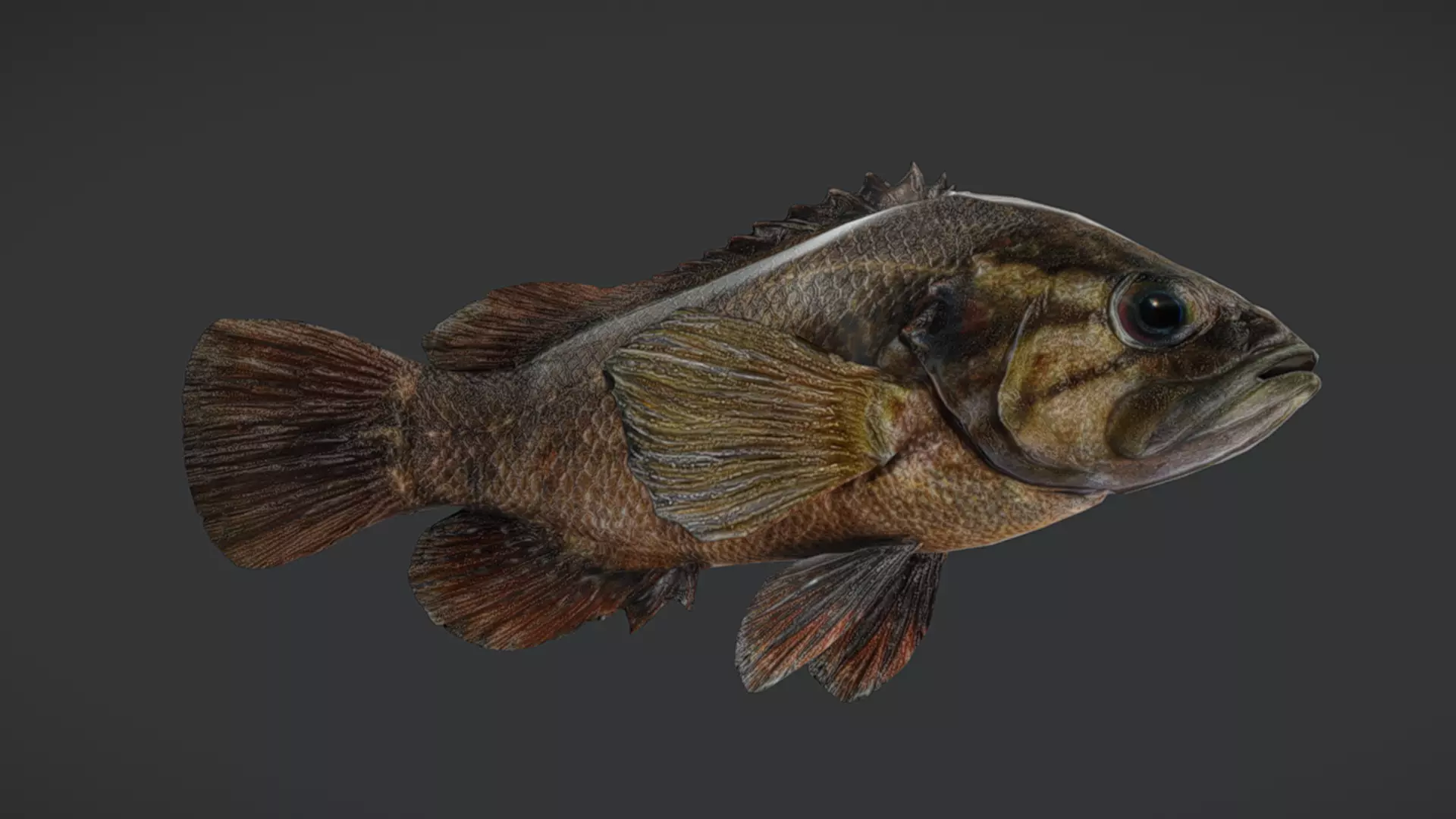 Realistic Perch Animated 3D model_4