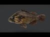 Realistic Perch Animated 3D model_1