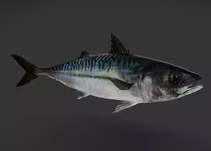 Realistic Mackerel Animated 3D model