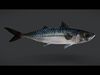 Realistic Mackerel Animated 3D model_1
