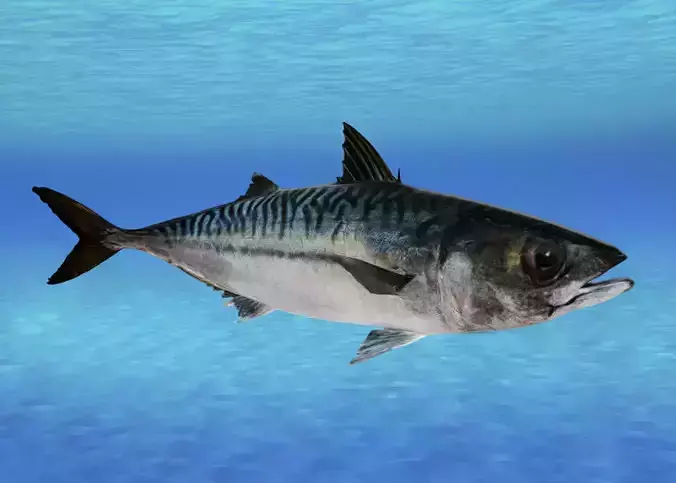 Realistic Mackerel Animated 3D model