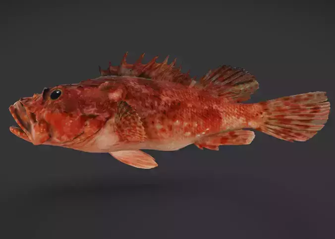 Izu Scorpionfish Animated