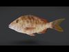Emperor fish - Lethrinidae Animated 3D model_1