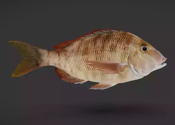 Emperor fish - Lethrinidae Animated 3D model