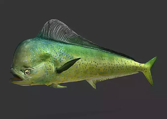Realistic Mahi Mahi Animated 3D model