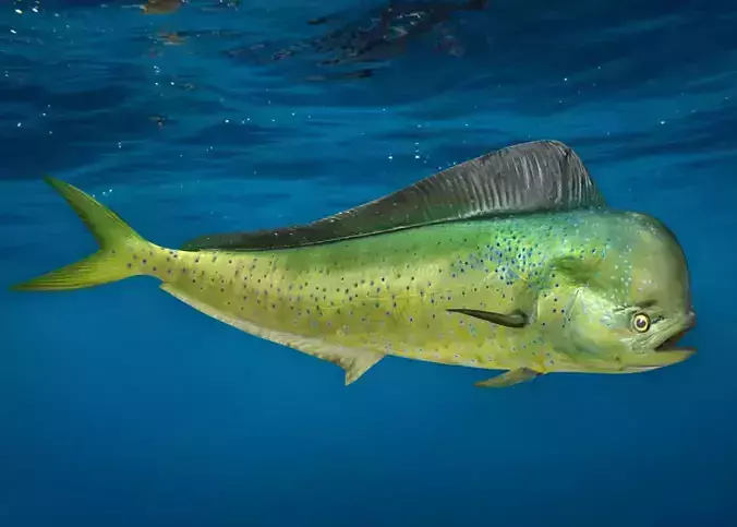 Realistic Mahi Mahi Animated