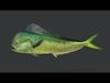 Realistic Mahi Mahi Animated 3D model_1