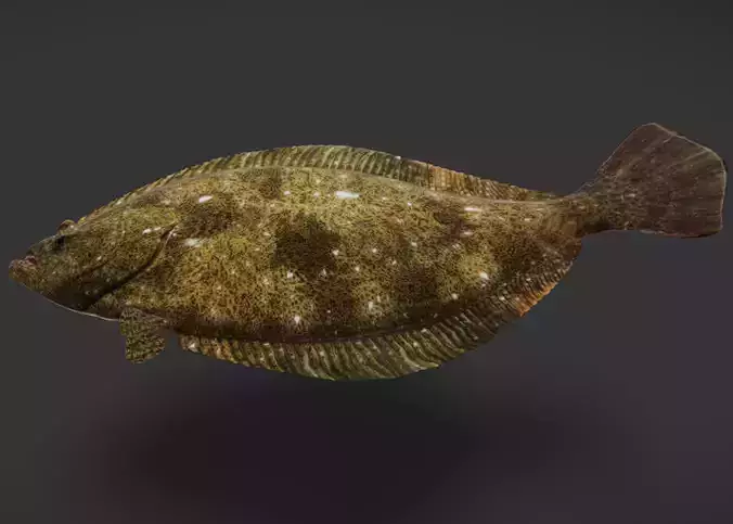 Realistic Flounder Animated 3D model