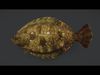 Realistic Flounder Animated 3D model_1