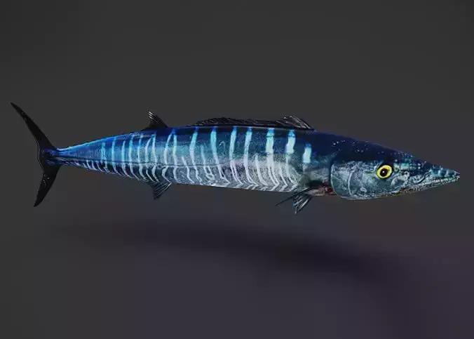 Wahoo Animated