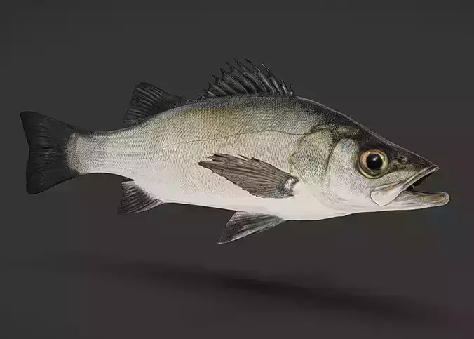 Realistic Blackfin Seabass Animated 3D model