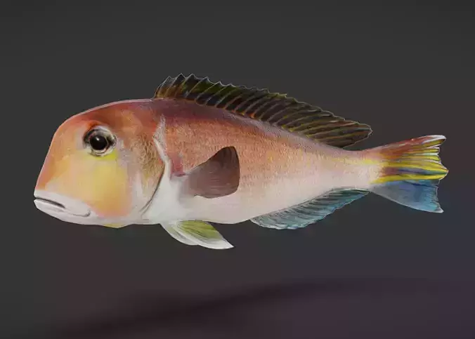 Horsehead Tilefish Animated 3D model