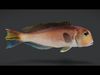 Horsehead Tilefish Animated 3D model_1