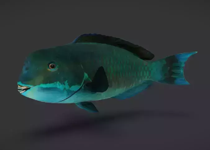 Realistic Parrotfish Animated