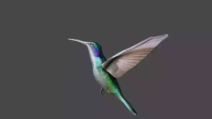 bird 3d model