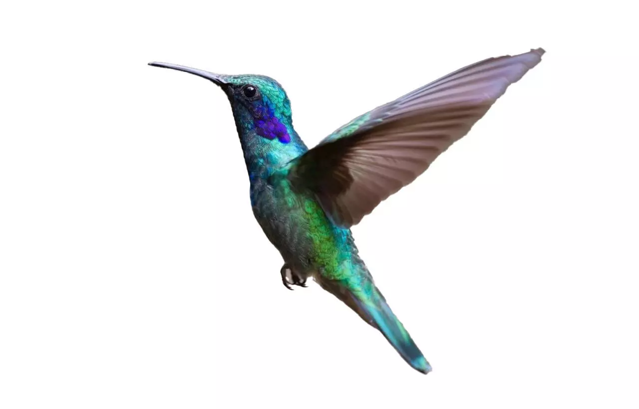 bird 3d model Low-poly 3D model_7