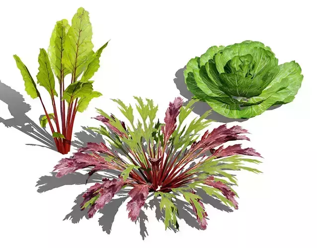 Leafy Green Plants 3D Model Collection