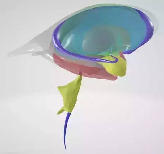 24-part 3D Limbic Basal Ganglia and Ventricular Systems 3D print model