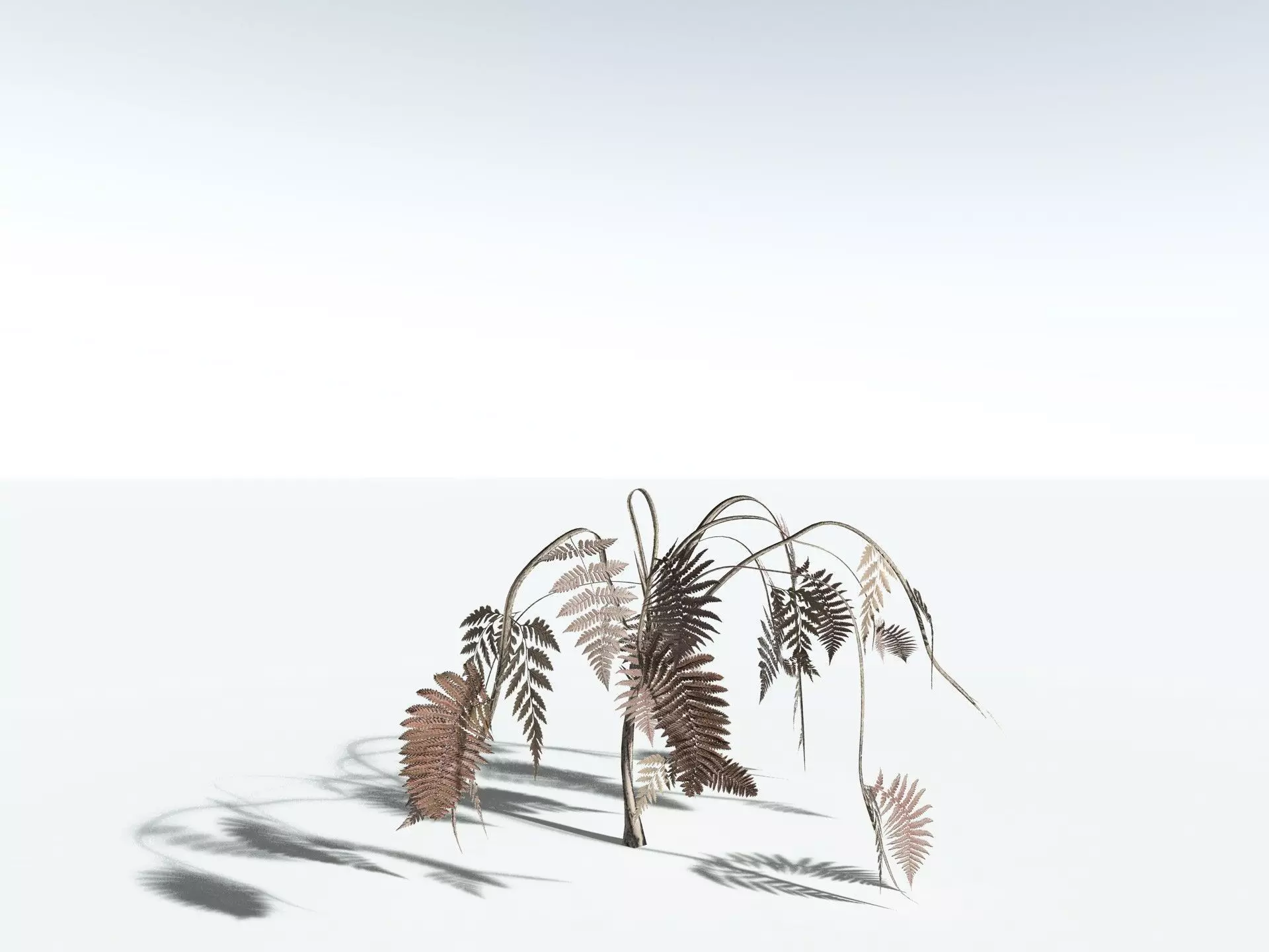 EVERYPlant Lyginopteris Royalii LowPoly Low-poly 3D model_18