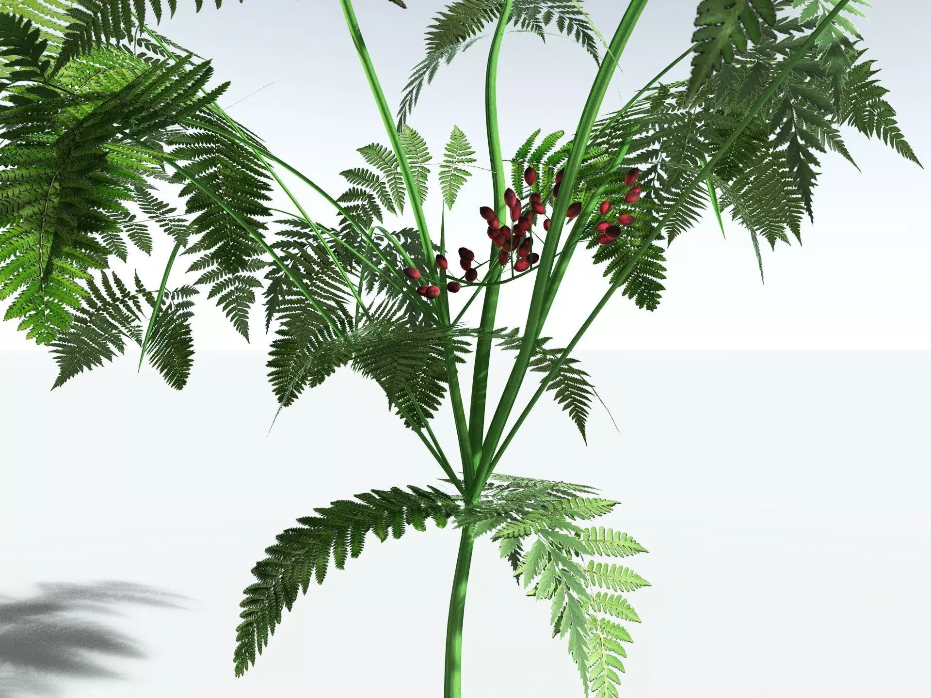 EVERYPlant Lyginopteris Royalii LowPoly Low-poly 3D model_21