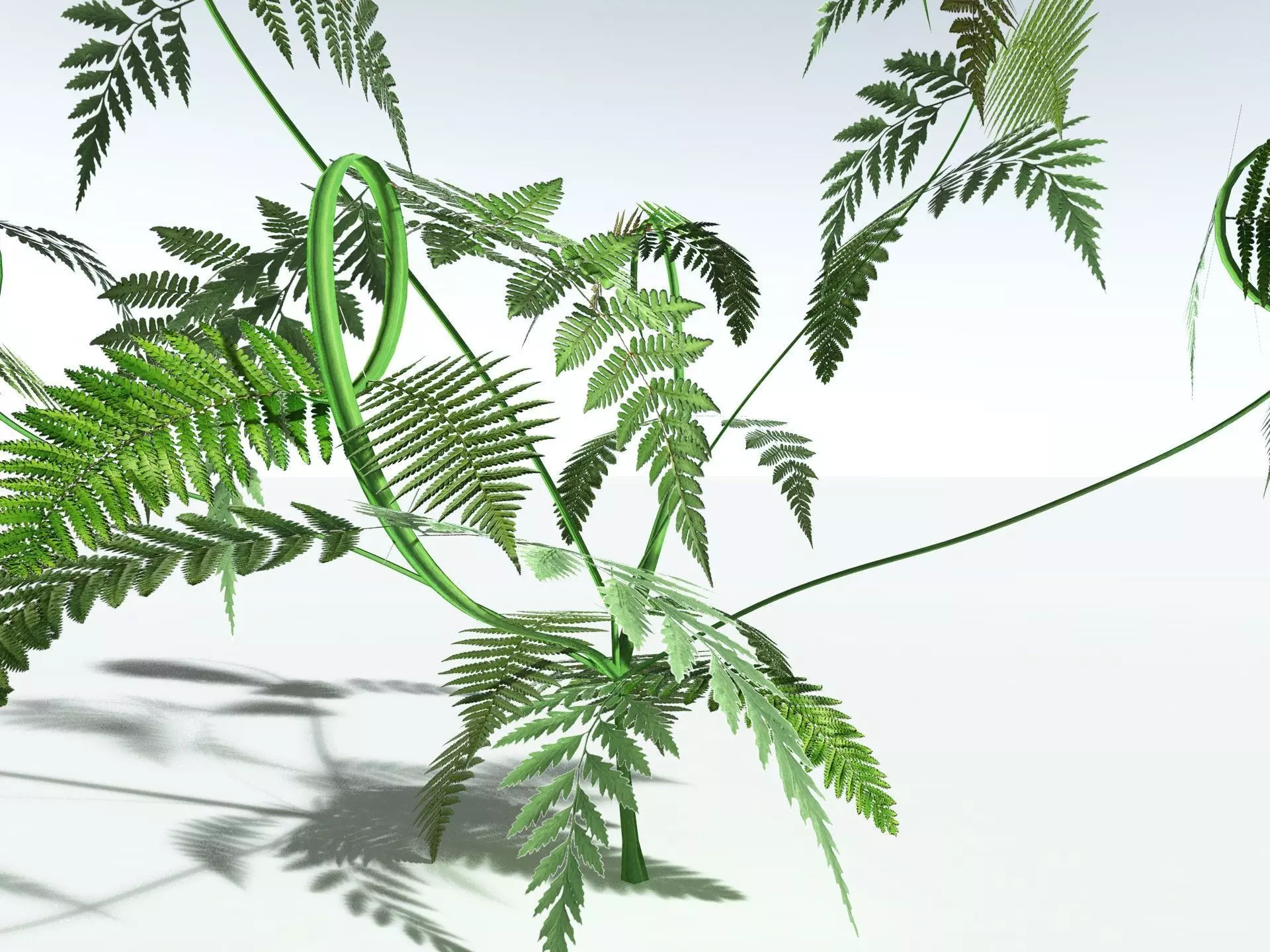 EVERYPlant Lyginopteris Royalii LowPoly Low-poly 3D model_25