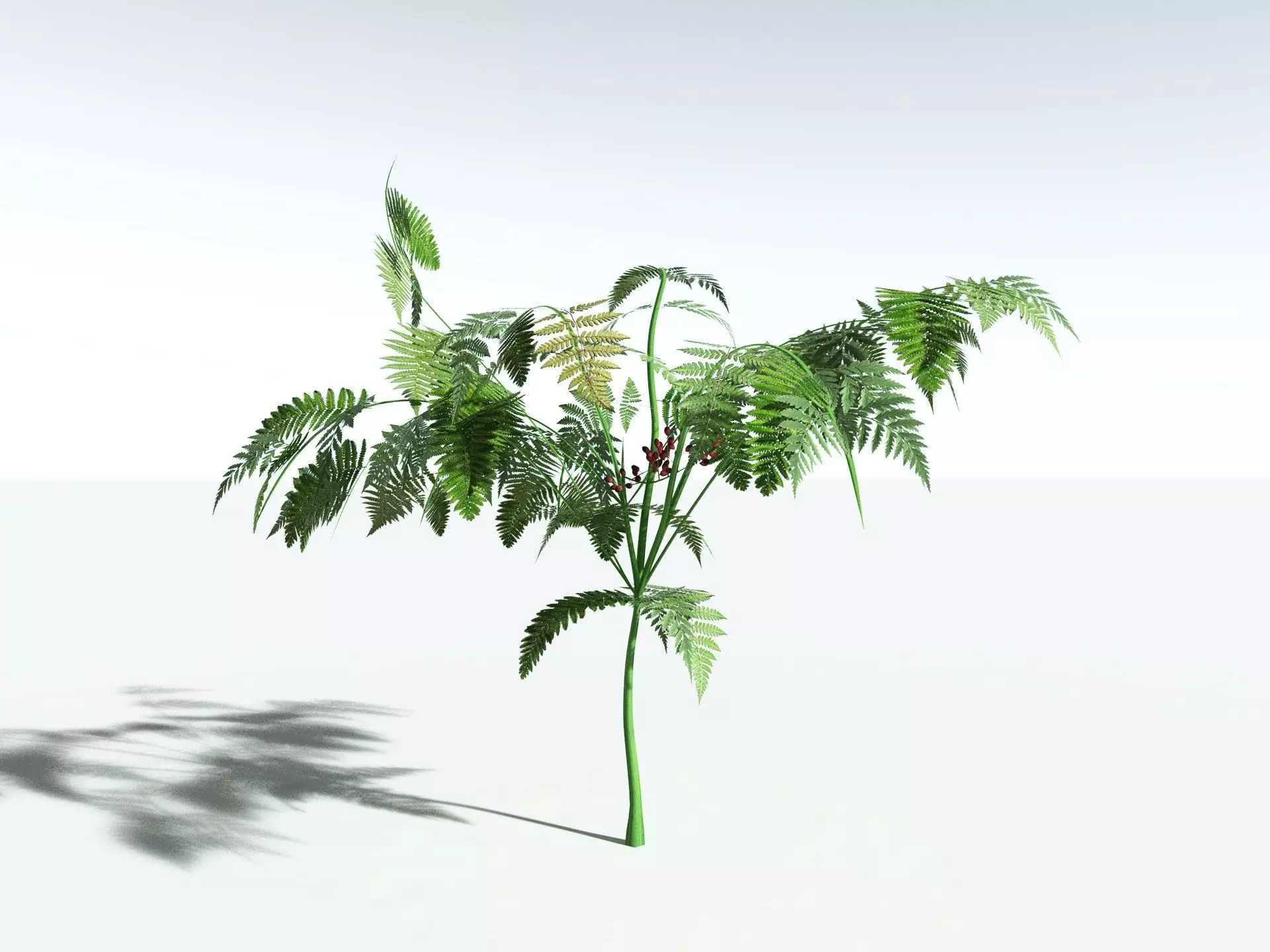 EVERYPlant Lyginopteris Royalii LowPoly Low-poly 3D model_20