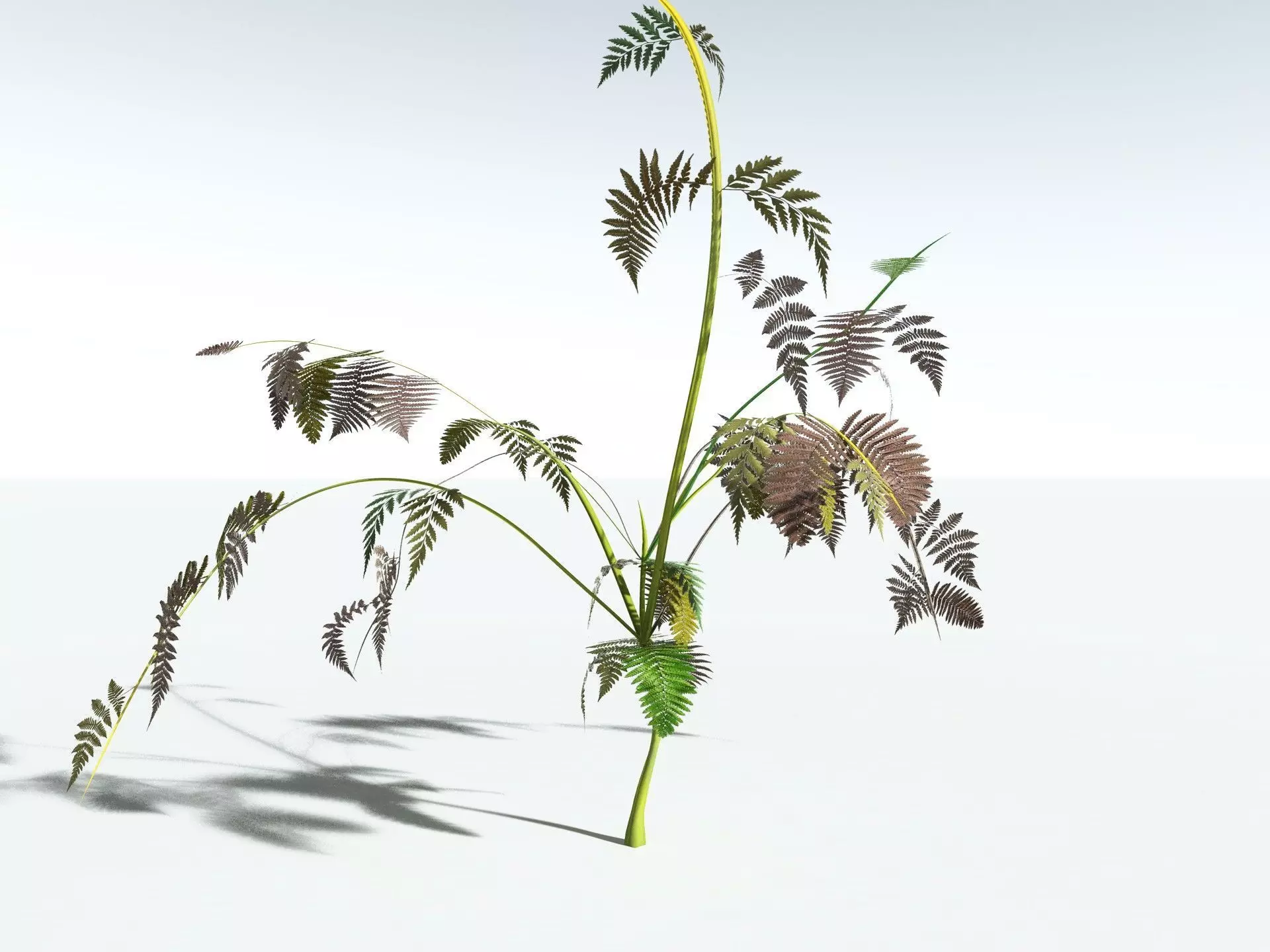 EVERYPlant Lyginopteris Royalii LowPoly Low-poly 3D model_16