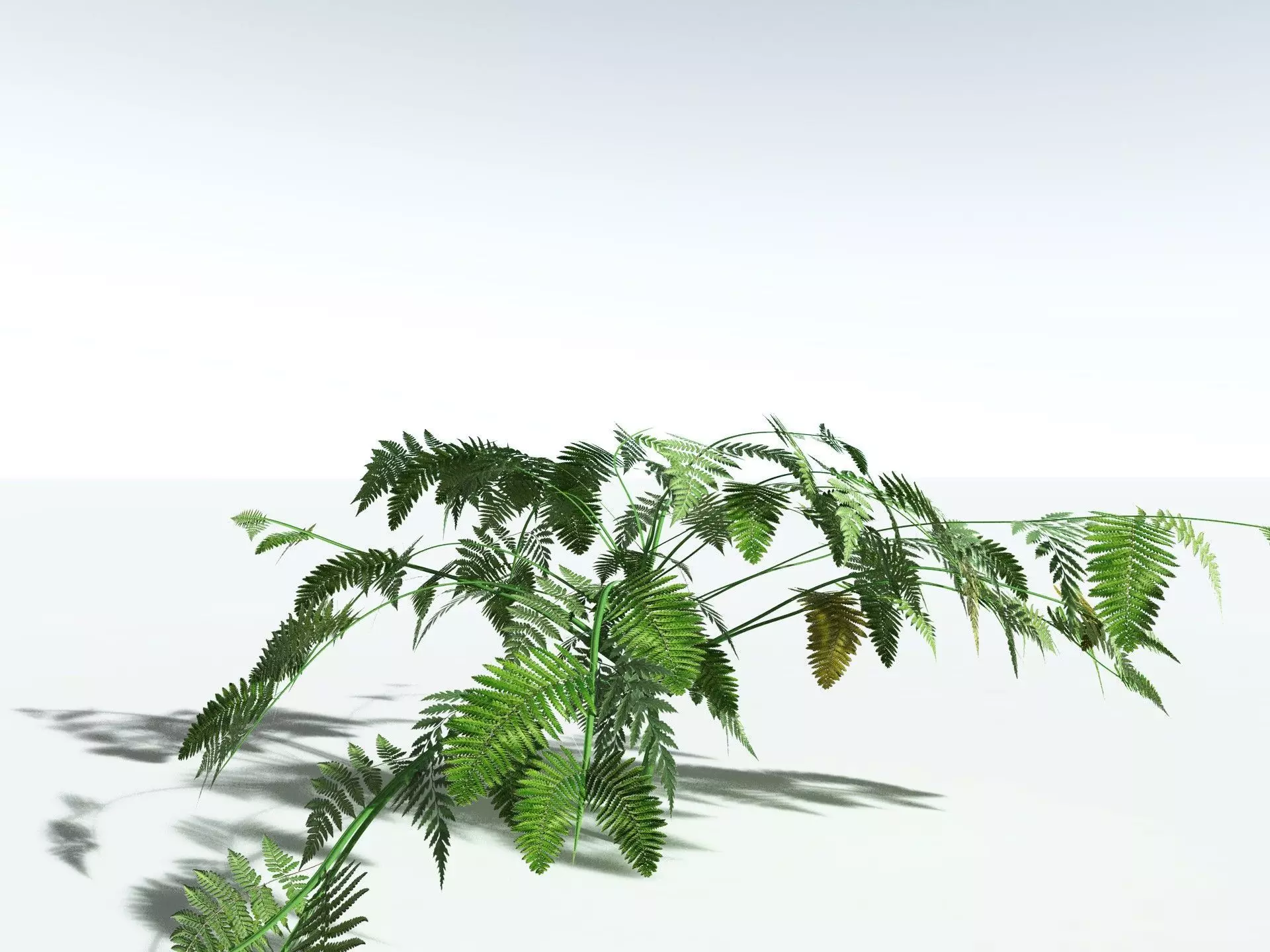 EVERYPlant Lyginopteris Royalii LowPoly Low-poly 3D model_2