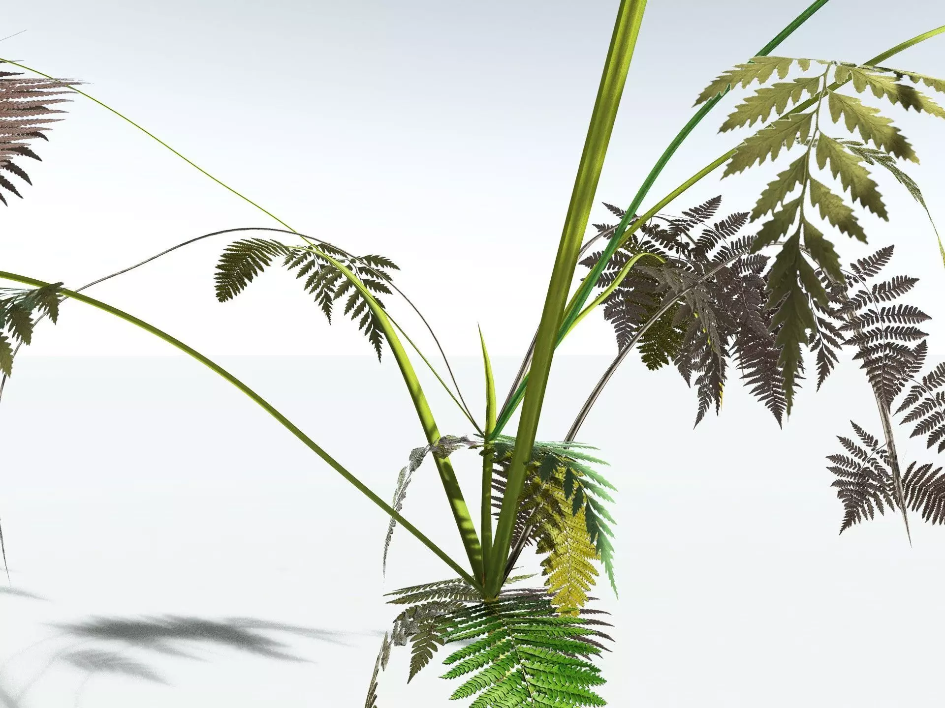 EVERYPlant Lyginopteris Royalii LowPoly Low-poly 3D model_17