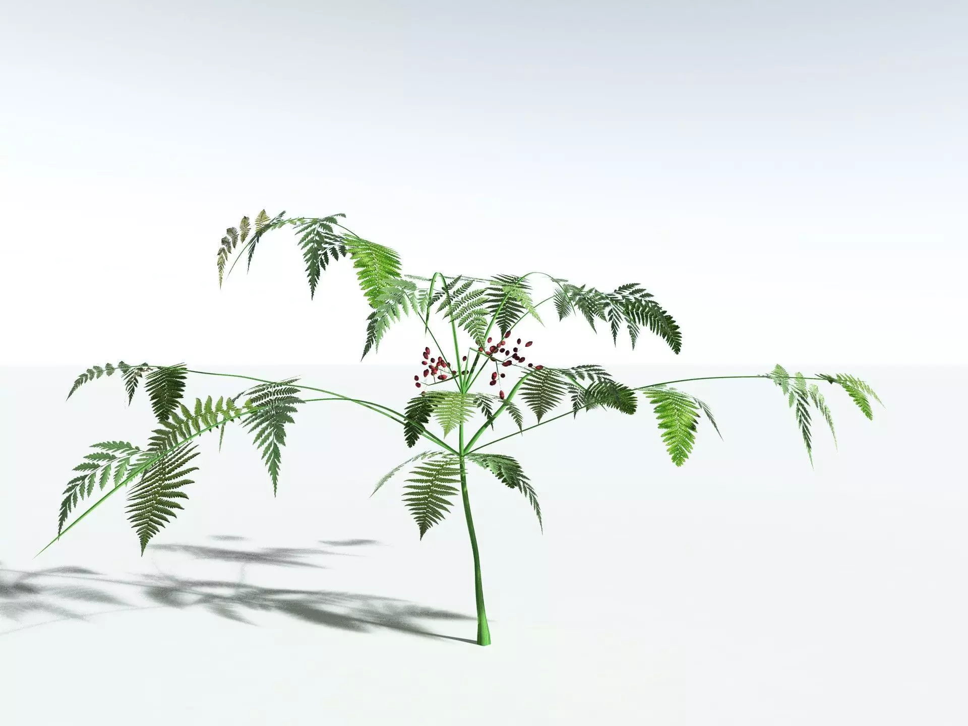 EVERYPlant Lyginopteris Royalii LowPoly Low-poly 3D model_4