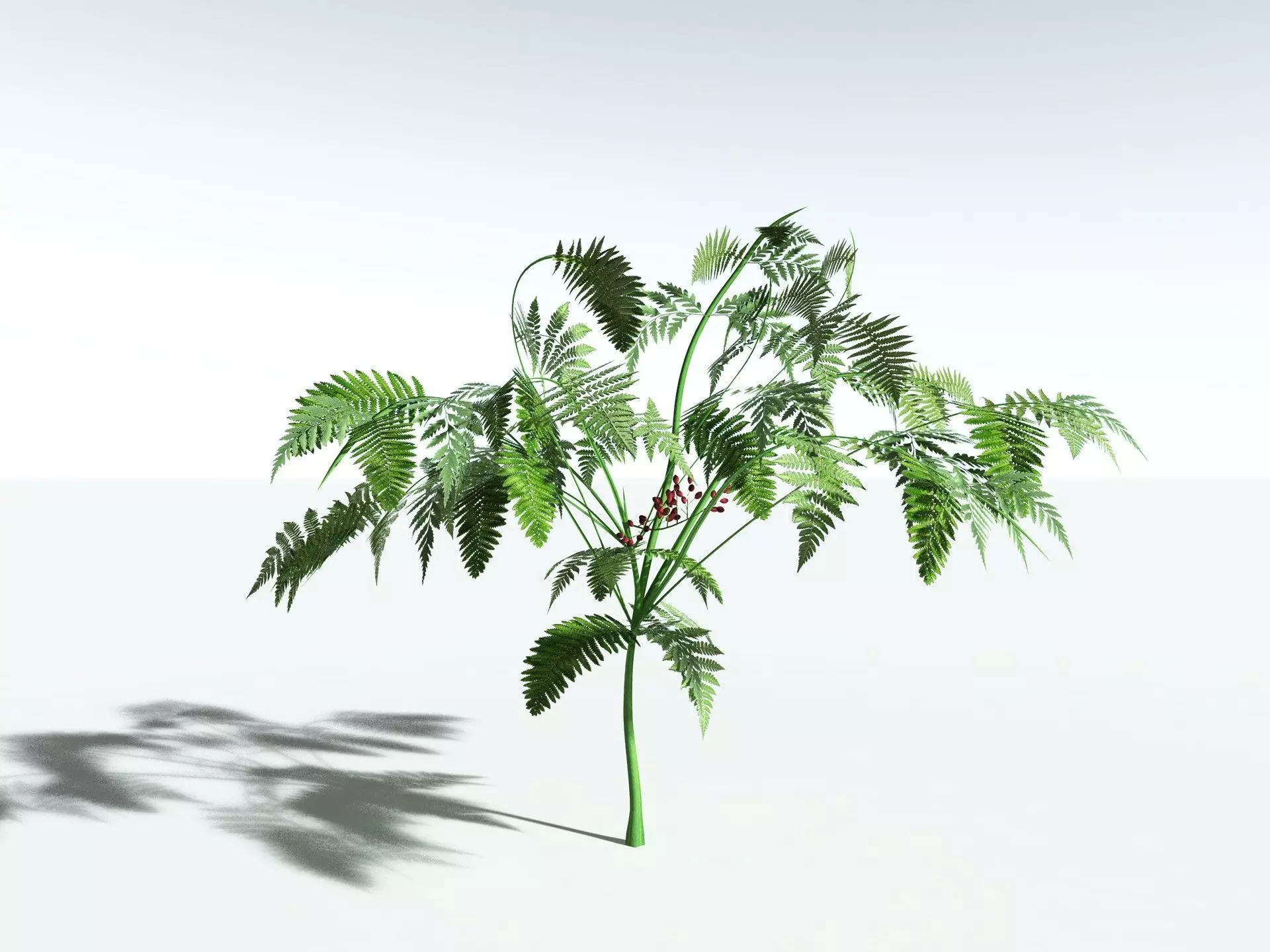 EVERYPlant Lyginopteris Royalii LowPoly Low-poly 3D model_10