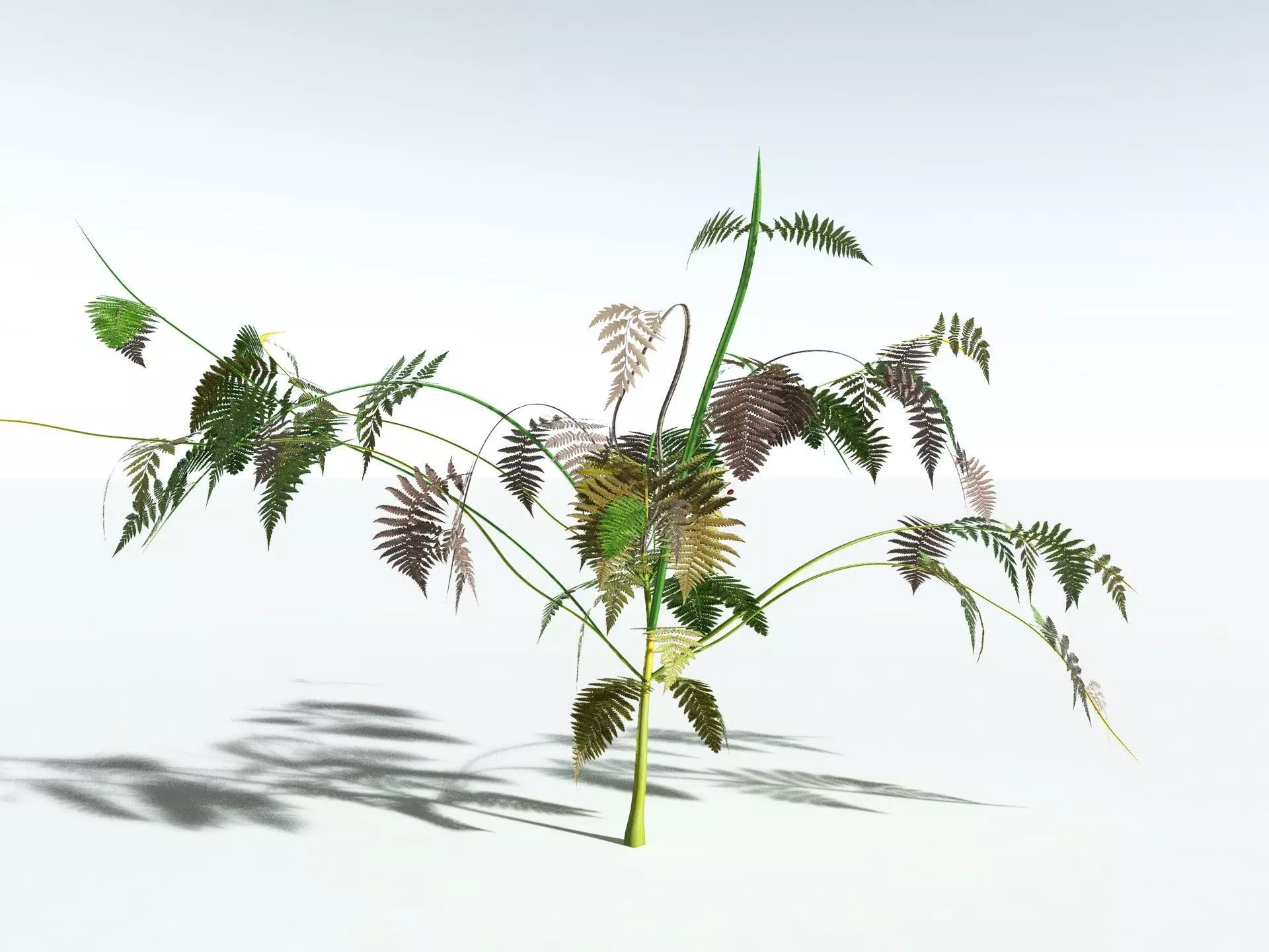 EVERYPlant Lyginopteris Royalii LowPoly Low-poly 3D model_14