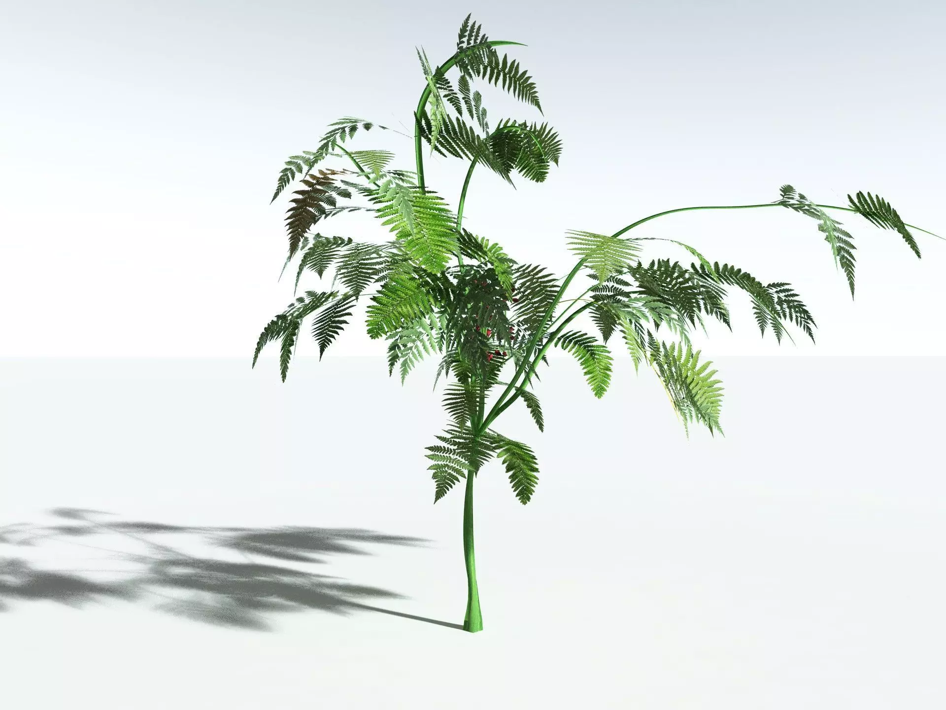 EVERYPlant Lyginopteris Royalii LowPoly Low-poly 3D model_8