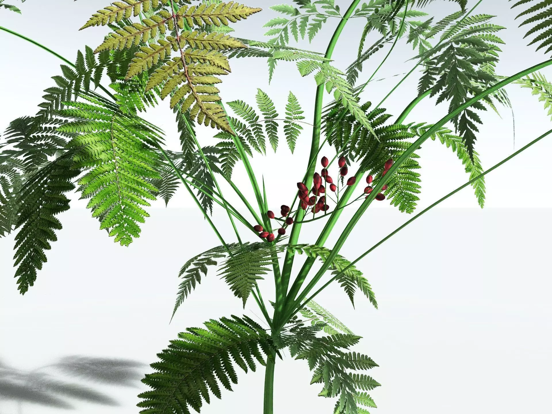 EVERYPlant Lyginopteris Royalii LowPoly Low-poly 3D model_1