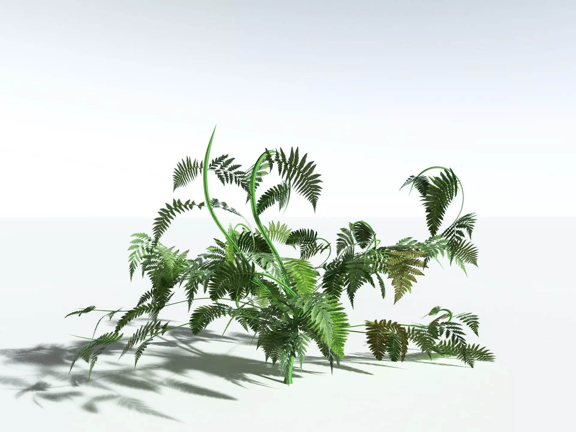 EVERYPlant Lyginopteris Royalii LowPoly Low-poly 3D model_22