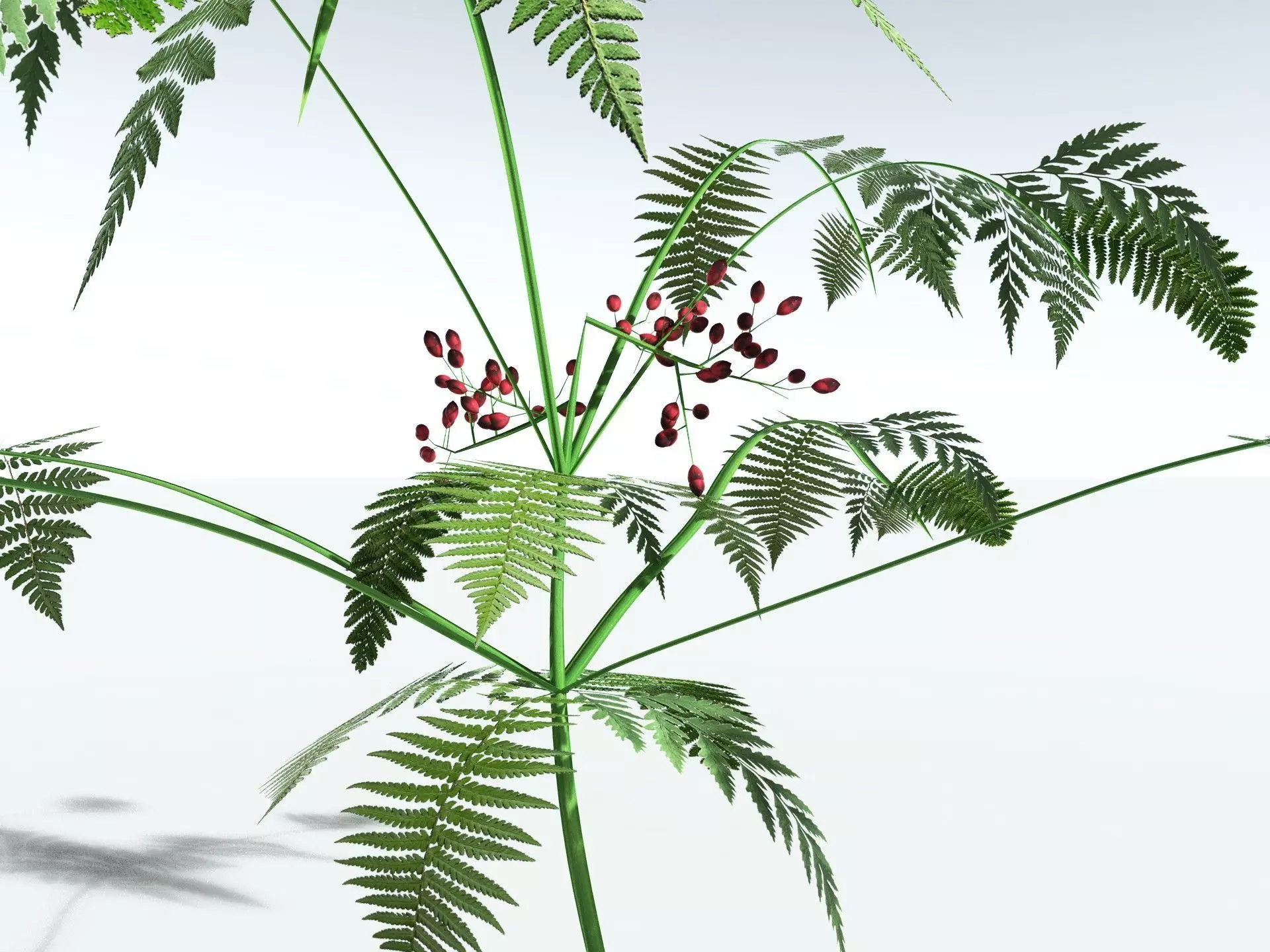 EVERYPlant Lyginopteris Royalii LowPoly Low-poly 3D model_5