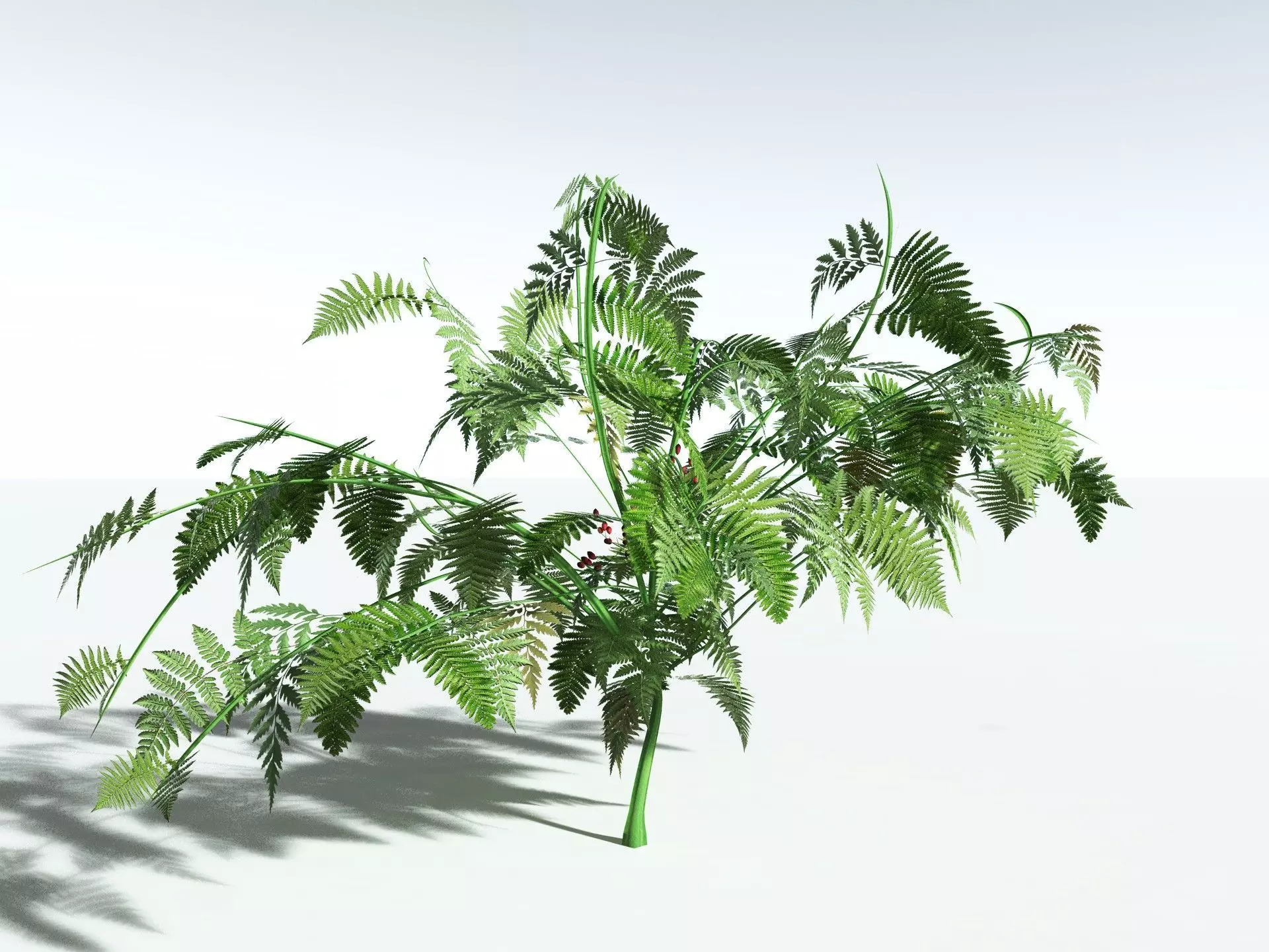 EVERYPlant Lyginopteris Royalii LowPoly Low-poly 3D model_6