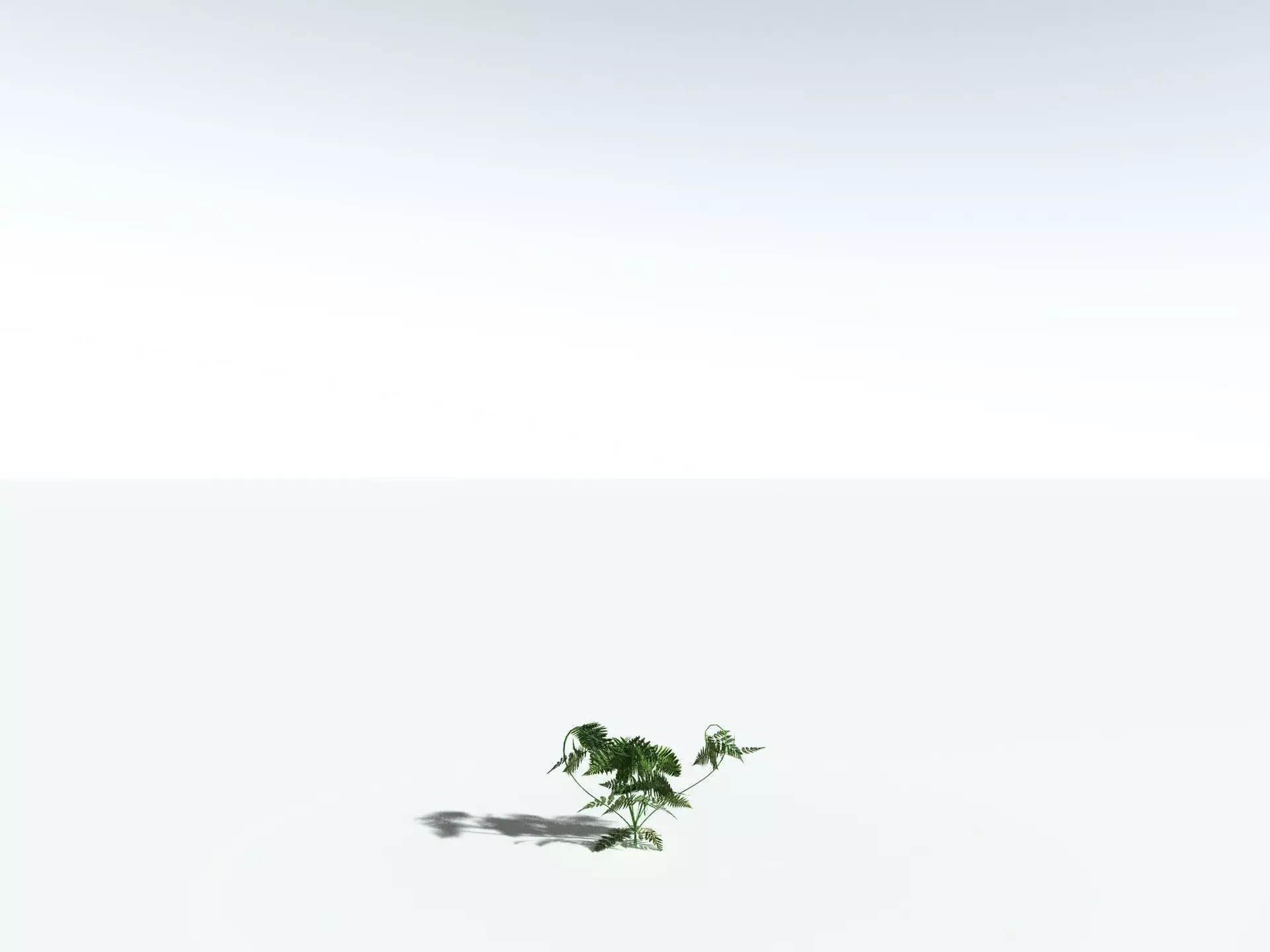 EVERYPlant Lyginopteris Royalii LowPoly Low-poly 3D model_26